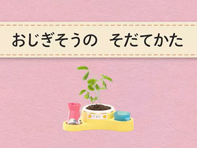 6月号「おじぎそう」の育て方 